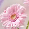 Lori.Dodds - @lori.dodds - TikTok