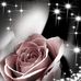 Lori Dolce - Facebook