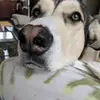 lori_doll - @lori_doll - TikTok