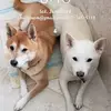 Lori Marie Dueñas - @candrsmom - TikTok
