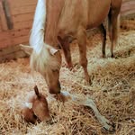 Lori Eisele-Dorsey - @cowgirlup51 - Instagram