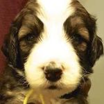 Lori Eldridge - @oliverthebernedoodle - Instagram