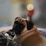 Lori Tesler Elmore - @loritesler - Instagram