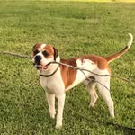Lorie - @loriespets - Instagram