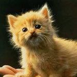 Lori Hawkinson Eubanks - @sammycat7912 - Instagram