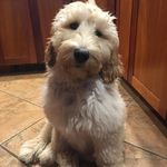 Lori Field - @lbfield2302 - Instagram