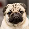 Lori Flintstone - @lori.flintstone - TikTok