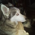 Lori Howes Fredericks - @lilwhitecamaro - Instagram