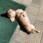 Lori Freese - @elithesupermodelofdoxies - Instagram