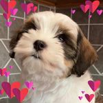 Lori Jones Freese - @lorijonesfreese - Instagram