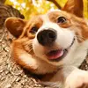 Dog - @lorigarland1 - TikTok