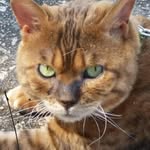 Lori Garland Greene - @lorigreene1234 - Instagram