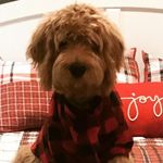 Lori Gaskin - @ollie_doodle2020 - Instagram