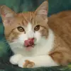 Lori Geib - @lg12160 - TikTok