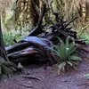 Lori Friar Glennon - @lori.friar.glenno - TikTok