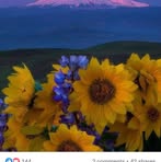 Lori Godfrey - Facebook