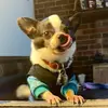 Lori Gongaware - @lori.gongaware - TikTok