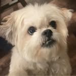 Lori Gooding - @lswanigoodigan - Instagram