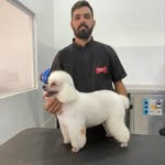 Loris Alves - @loris_groomer - Instagram