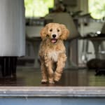 Lori Grow - @bettywhitedoodlepup - Instagram