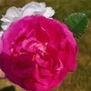 Lori Guffey280 - @loriguffey280 - TikTok