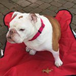Lori Harbison - @myboodog - Instagram