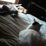 Lori Ann Harms - @harms428 - Instagram