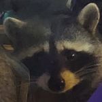 Lori Harms Weber - @goatrangerlori - Instagram