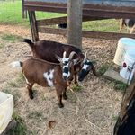Lorie Hedberg - @dogwoodcreekgoatmilksoap - Instagram