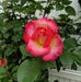Lori Herd - Facebook