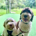 Lori Schwanbeck Hershey - @lorilynnhersh - Instagram