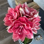 Lori Hoffer Faure - @lorihoffori - Instagram