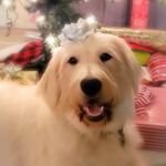 Lori Homer - @homesweethomedogtraining - Instagram