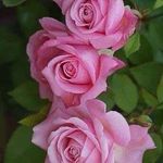 Loretta Honaker - @lorettahonaker - Instagram