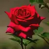 Lori Hook - @lorihook912 - TikTok