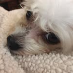 Lori Hook - @hook5215 - Instagram