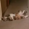 Lori Horan245 - @lorianne1821 - TikTok