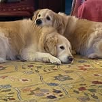 Lora Kliewer Howerton - @dukedog1988 - Instagram
