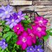 Lori Howerton - Facebook