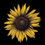 Lori Howerton - @sonflower1221 - Instagram