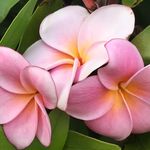 Lori Isham - @lori0602 - Instagram