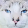 Cookie - @lorijacobi4 - TikTok