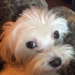 Lori Harrington Jarman - @gobearcats1012 - Instagram