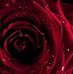Laura Jasso - Facebook