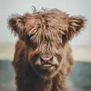 Lori Jeffreys - @lori.jeffreys - TikTok