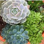 Lori Justice Johnson - @in_the_gardenlj - Instagram