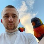 Lorikeet Mafia - @lorikeetmafia - Instagram