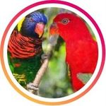 Os Lóris - @loris_lorikeet - Instagram