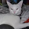 Lori Keeler - @lorikeeler0 - TikTok