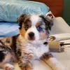 Loki - @lorikeeney547 - TikTok